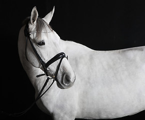 Image showing white horse in the studio