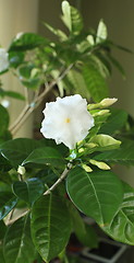 Image showing indoor flowers