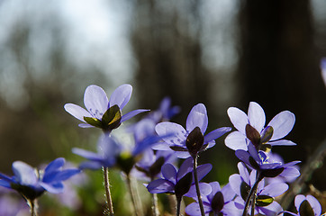 Image showing Hepatica closeup