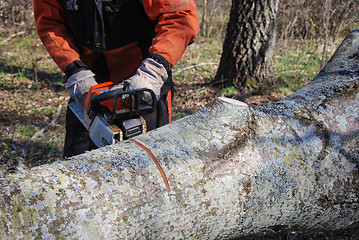 Image showing Sawing a big tree trunk 