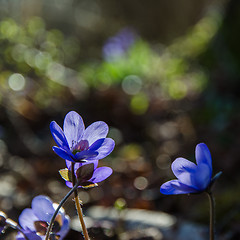 Image showing Hepatica beauty