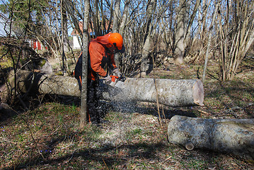 Image showing Worker cutting a tree trunk