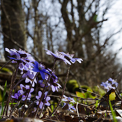 Image showing Hepatica back lit group