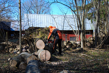 Image showing Lumberjack at a wind fallen tree