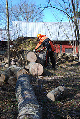 Image showing Worker cuts a wind fallen tree