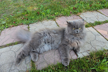 Image showing nice Persian cat
