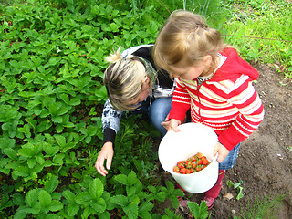 Image showing Mother and daughter collect strawberry on a bed