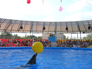 Image showing Show with dolphins in delphinariums