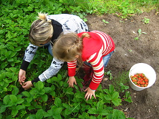 Image showing Mother and daughter collect strawberry on a bed