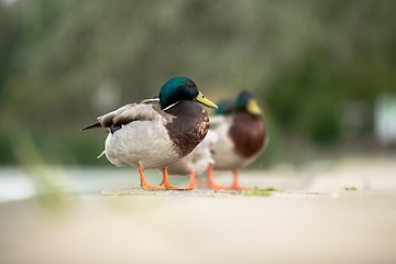 Image showing Duck on green grass