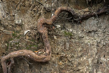 Image showing Large thick root on rocky background