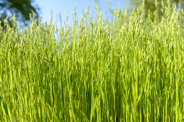 Image showing Green grass in artistic composition