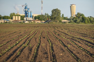 Image showing Cultivated land closeup