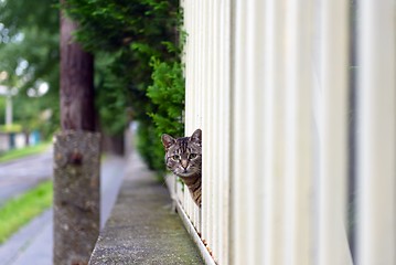 Image showing Abandoned cat outdoors
