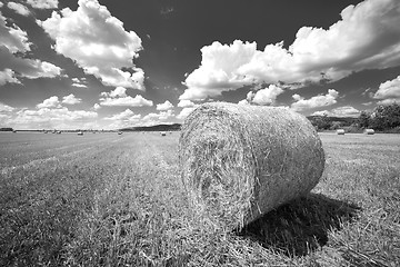 Image showing Hay bails on the field