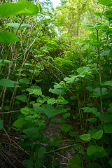 Image showing Fresh plant closeup photo