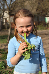 Image showing little girl chewing young sprout of a rhubard