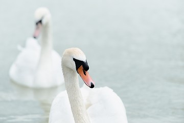 Image showing Swan swimming with ducks