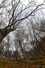 Image showing Abstract hoto of some winter branches