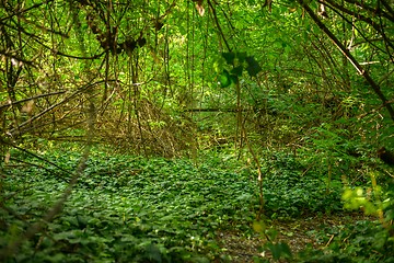 Image showing Deep in the forest