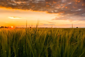 Image showing Cultivated land with cloudy sky