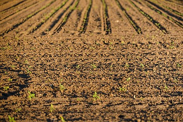 Image showing Cultivated land closeup