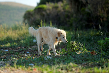 Image showing Grown up dog outside