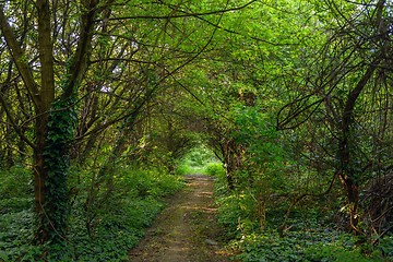 Image showing Deep in the forest