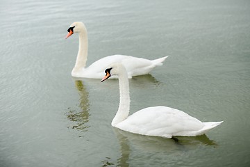 Image showing Swan swimming with ducks