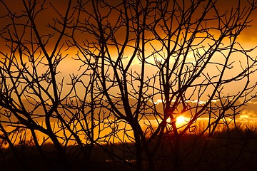 Image showing Bare trees