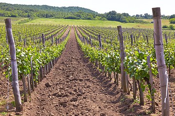 Image showing Wineyard