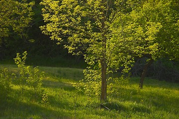 Image showing Green Tree