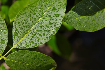 Image showing Leaves