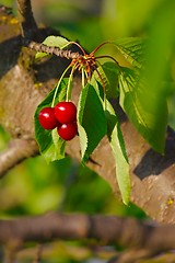 Image showing Cherry