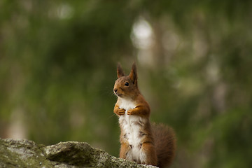 Image showing squirrel