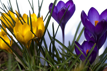 Image showing crocus