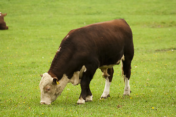Image showing hereford bull