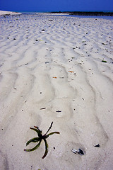 Image showing beach and sand in sand bank  zanzibar