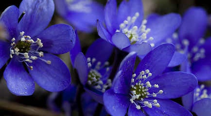 Image showing hepatica