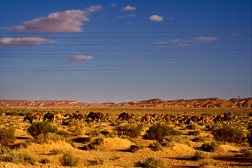 Image showing camels and line
