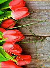 Image showing Red Tulips