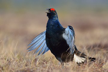 Image showing Black grouse calling