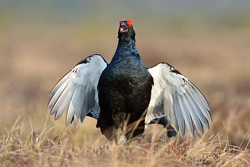 Image showing Black grouse calling