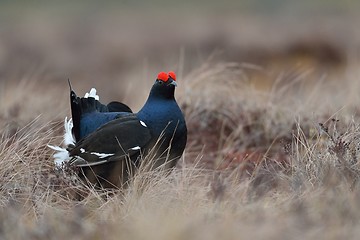 Image showing Black grouse