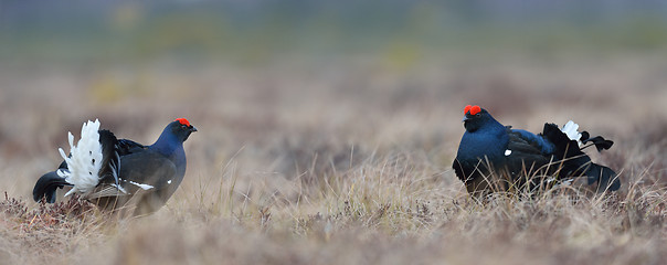 Image showing Black grouse, panoramic view of the bog