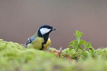 Image showing Great tit, Parus major