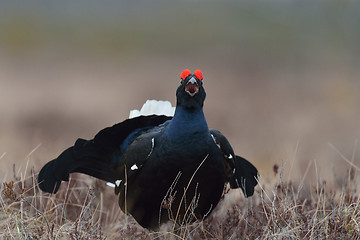Image showing Black grouse calling