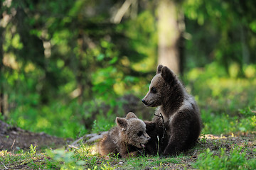 Image showing Bear cubs in forest