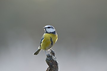 Image showing Blue Tit perched on a branch, Cyanistes caeruleus