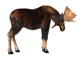 Image showing Male Moose